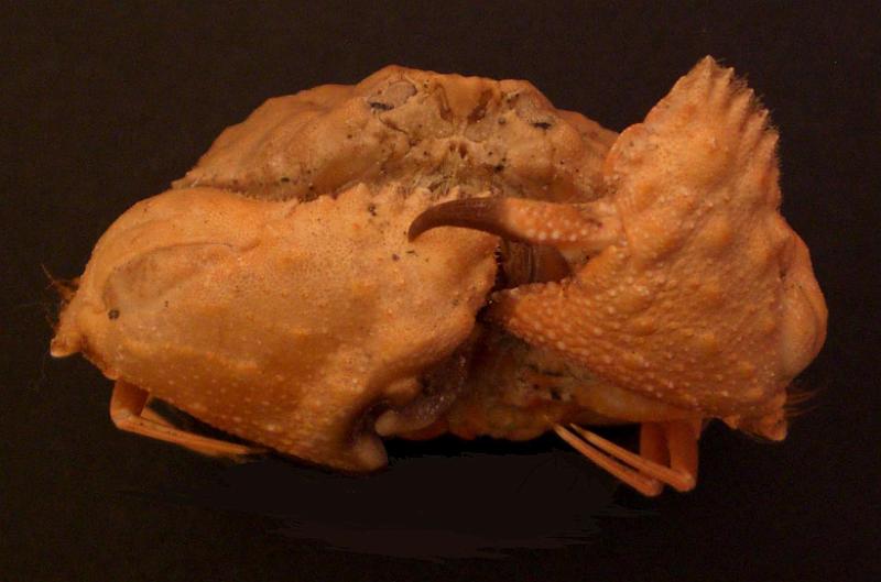 Calappa tuberculataT.F.C. male frontal view.jpg